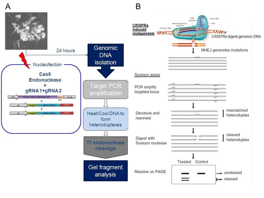 Experiment GM2 Figure 5 Overview of procedures. (A) A typical gene modification experiment initiates with CRISPR-Cas9 expression in an appropriate cell type.