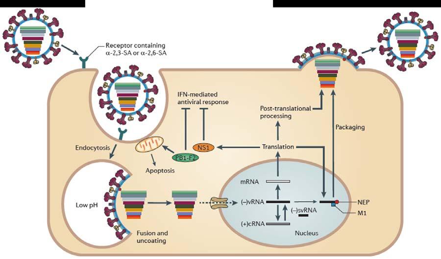 Experiment GM3 Nach der Infektion der Zielzelle transkribiert der virale Polymerasekomplex (Abb.