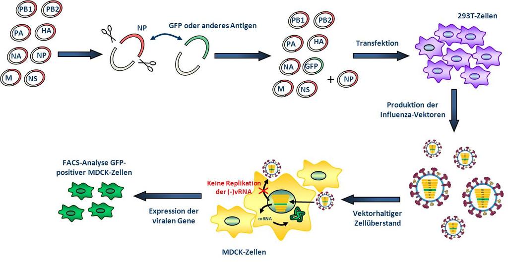 Experiment GM3 Der experimentelle Ansatz basiert auf dem Ersatz des offenen Leserasters (ORF) des NP Gens im NP Segment eines bidirektionalen Vektors durch den ORF des zusätzlichen Antigens.