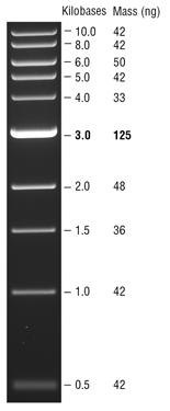 Experiment GM3 Experiment 2: Analytisches Agarosegel zur Überprüfung der PCR Zur Überprüfung ob die PCR funktioniert hat, werden 2 µl des PCR-Ansatzes auf ein Agarosegel aufgetragen.