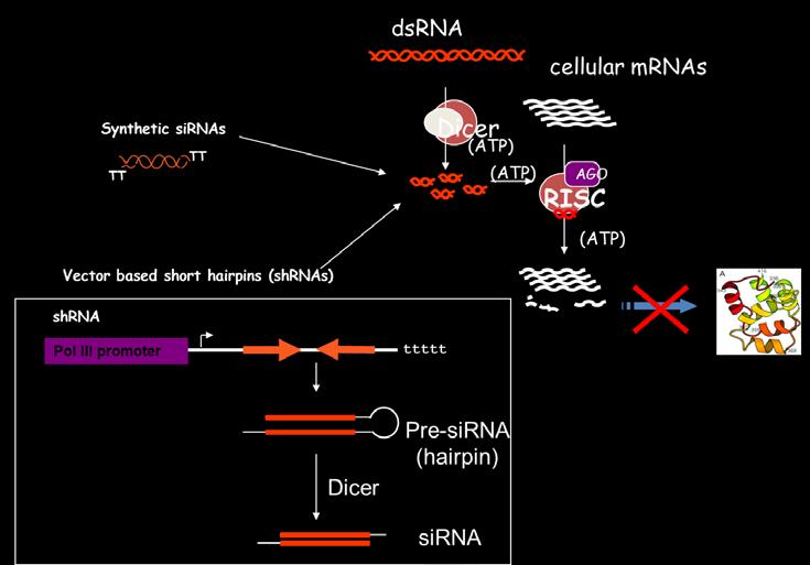 Experiment V2 Figure 2. Schematic representation of the various ways to feed sirnas s into the RNAi pathway.