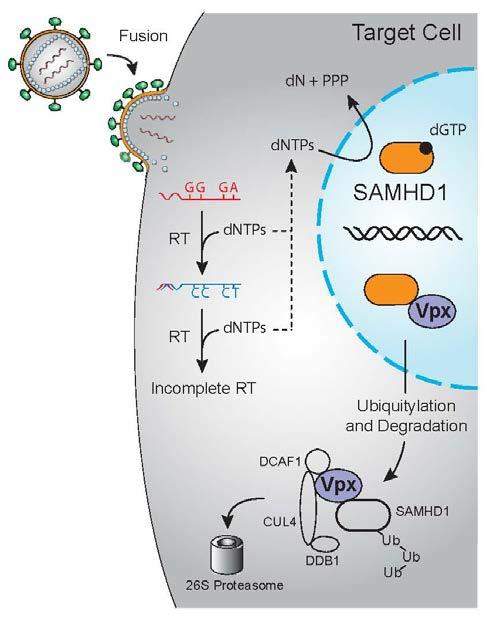 Experiment V2 dysfunction, inappropriate immune activation and aberrant IFN-α secretion in the brain. The role as a novel HIV-1 restriction factor has pushed SAMHD1 recently into focus.