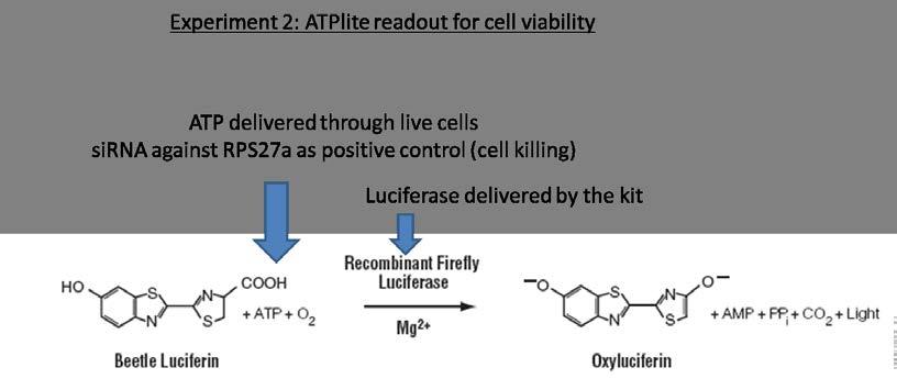 sirna against Luciferase The detection reagent ATP-lite will be added to the cell viability assay.