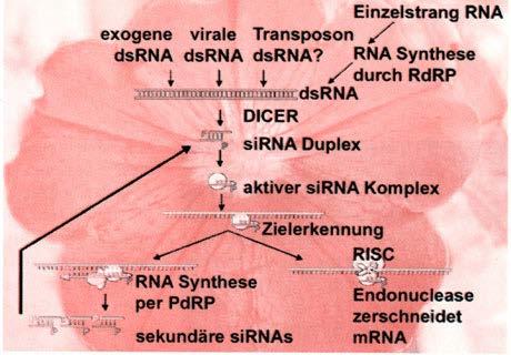 Experiment V3 Abb. 1: Modell der molekularen Schritte des Posttranskriptional Gene Silencing (PTGS), http://www.laborjournal.de/rubric/archiv/stichw ort/w_02_07.html (2) Abb.