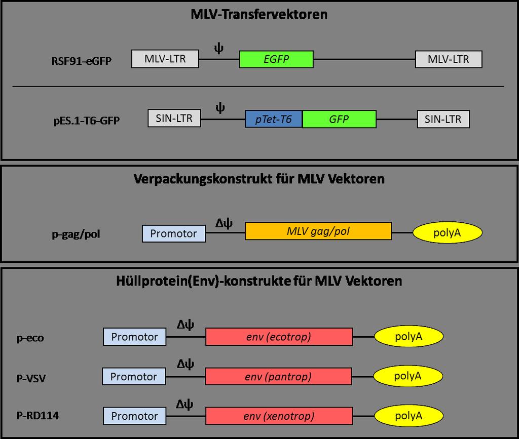 Experiment GT3 Abb. 2: Konstrukte, die für die Generierung der MLV- abgeleiteten Vektoren verwendeten werden. Der Transfervektor RSF91-eGFP (Schambach et al.