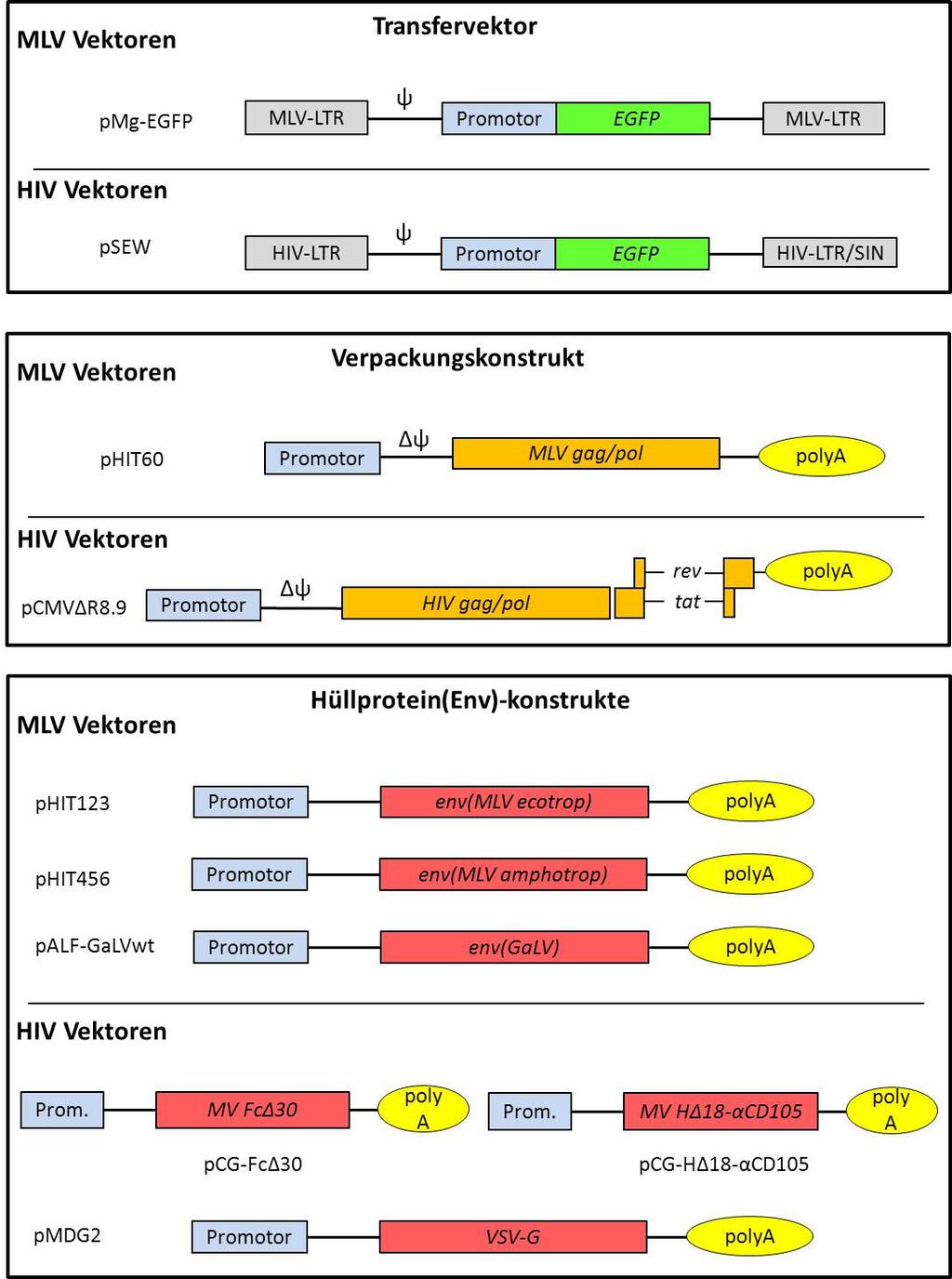 Experiment GT1/GT2 Abb. 2: Konstrukte, die für die Generierung der MLV- und HIV-abgeleiteten Vektoren verwendeten werden. Die Transfervektoren (pmg-egfp und psew) besitzen die von MLV bzw.