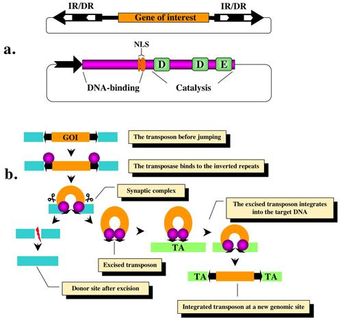 Experiment GM2 Während der Transposition (Vergleich Abbildung 2 & 3) bindet die Transposase an die Transposase-Bindungsstellen in den TIRs (transposase binding) und es kommt zu einer Annäherung der