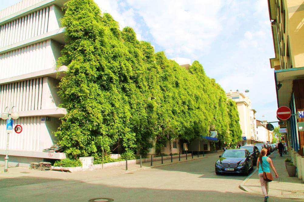 MEHR GRÜN IN DER INNENSTADT Förderung von Dach- und Fassadenbegrünung und Gutachten über neue Baumstandorte Grün ist unentbehrlich für Lebensqualität und gesundes Klima besonders in der Innenstadt.