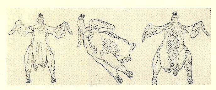 Zwerg-Nackthalshühner Entstehung und Geschichte : Grosse Nackthalshühner bereits 1875 auf einer Ausstellung in Wien durch eine Frau von Szeremley gezeigt in Siebenbürger entstanden (Transsylvanien)