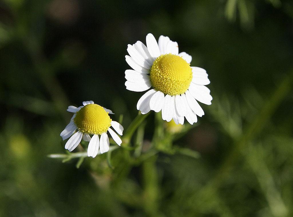 Nutzpflanzen4: Echte Kamille Sonnenblume Artischocke