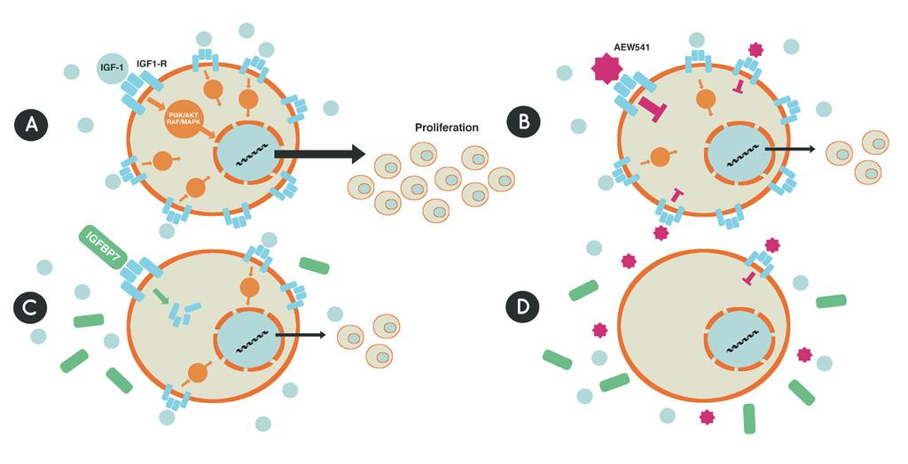 76 4 Diskussion Abbildung 31: Modell der Wirkung von IGFBP7 im Zusammenspiel mit IGF1-R- Inhibition auf leukämische Blasten A: Nach Binden von Liganden aktiviert IGF1-R durch den PI3K/AKT- und den