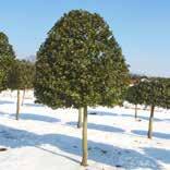 Juniperus Malus Ilex meserveae 'Blue Prince' Bienenkorb auf Stamm Juniperus chinensis 'Blue Alps' Juniperus media Hetzii Larix