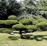 Malus Pinus, Malus 'Red Sentinel' II 250 850,-- Breite 150-200 250-300 1200,-- Breite 200-300 300-350 2800,-- Größere