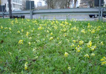 Als die Begriffe Urban oder Guerilla Gardening noch kaum geläufig waren, wurde bereits im Frühjahr 2000 die erste Pilotfläche mit Wiesenstauden bepflanzt.