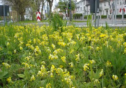 3: Primula veris in Frankfurt-Sachsenhausen 14 Jahre nach Initialpflanzung 2007 konnte eine für städtische Verhältnisse sehr große Wiese neu eingesät werden, wobei eine Spezialmischung von