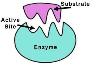 Posten 17c Wie können die Enzyme in unserem Körper die Substrate (z.b. Zucker) abbauen?