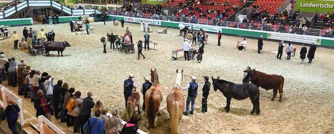 HIPPOLOGICA 2018 AUFTAKT DER PFERDESAISON IN BERLIN-BRANDENBURG Vom 25. bis 28.