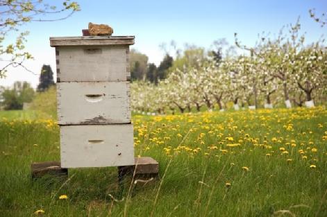 Wirtschaftlicher Nutzen von Wildbienen und Honigbienen für den Ertrag