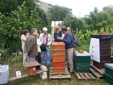 Bienenfreundlich Gärtnern bedeutet nicht, eine Imkerei im Garten zu eröffnen Bedeutet vielmehr: den Garten