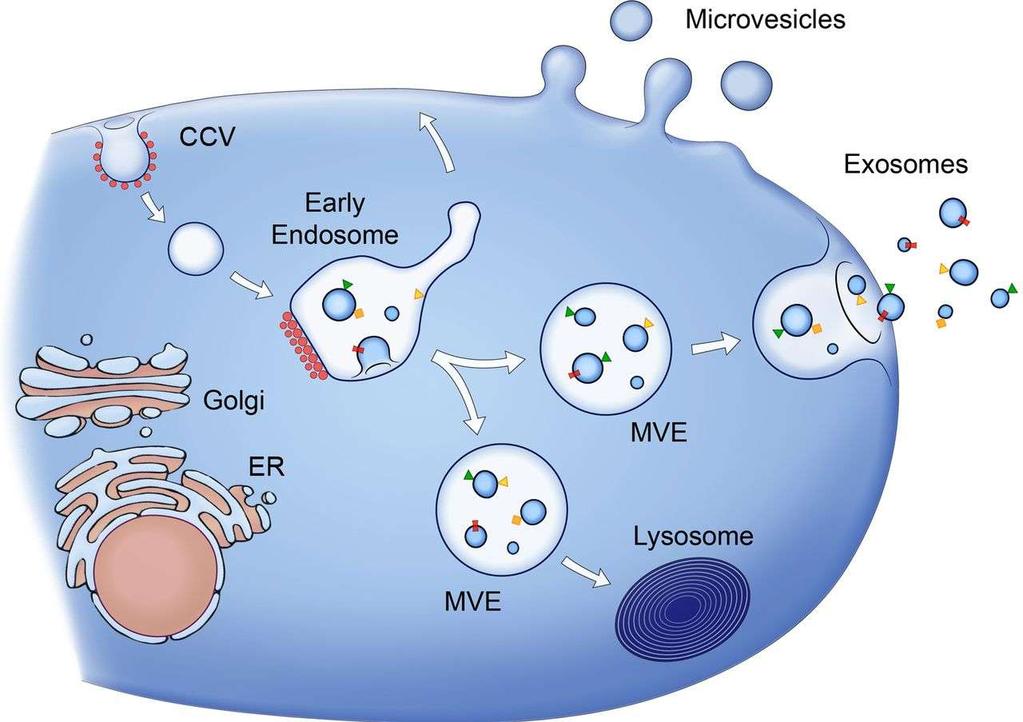 Release of MVs and exosomes.