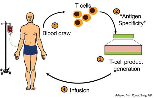 T-Zellen
