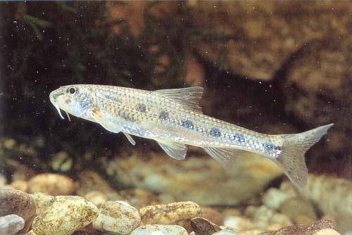 7 Fischökologische Situation an der österreichischen Donau 63 Weißflossengründling Gobio albipinnatus (Lukash, 1933) Familie: Karpfenfische Cyprinidae Der Weißflossengründling ist ein Bodenfisch und