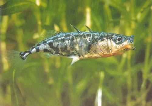 7 Fischökologische Situation an der österreichischen Donau 74 Dreistachliger Stichling Gasterosteus aculeatus (Linnaeus, 1758) Familie: Stichlingsfische Gasterosteidae Der Dreistachlige Stichling