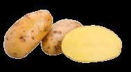 rund 3000 ha Ackerfläche bewirtschaftete und ganz Deutschland mit Saatkartoffeln belieferte. Unter anderem wurde hier die legendäre Sorte Parnassia 1913 gezüchtet.