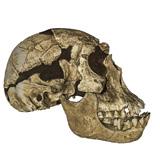 org können Sie 3D-Modelle prähistorischer Fossilien, die mit Artec Eva und Space Spider gescannt wurden, kostenfrei ansehen.