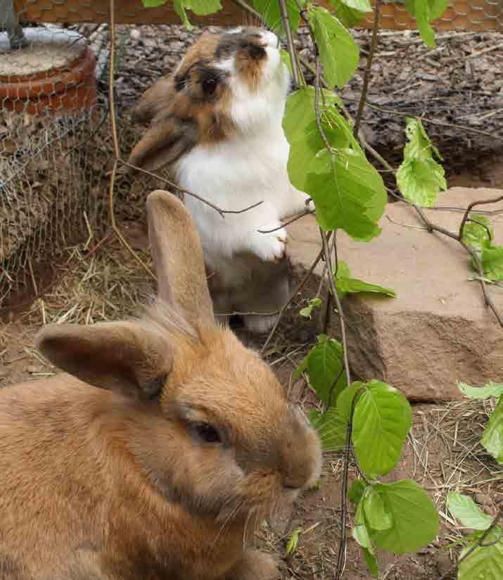 15 Ernährung Kaninchen sind Pflanzenfresser, die fast den ganzen Tag mit der Nahrungsaufnahme beschäftigt sind. Sie ernähren sich sowohl von frischen als auch von trockenen Pflanzenteilen.