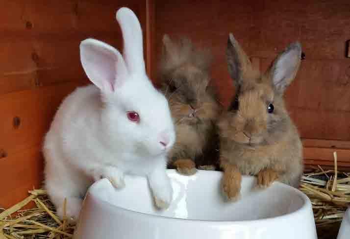 06 Die Männchen kennzeichnen ihr Herrschaftsgebiet durch ein Sekret ihrer Kinndrüsen und durch Verspritzen von Urin. Kaninchen sind sehr ruhige Tiere.