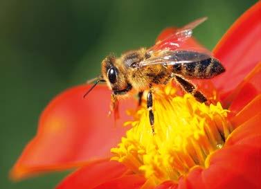 Anzeige Schnelle Hilfe bei Insektenstichen Im Notfall richtig reagieren Ob Biene, Wespe oder Hornisse: Im Sommer mehren sich die Kontakte zwischen Mensch und den schwarz-gelben Insekten.