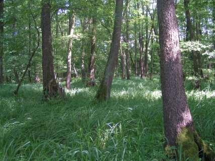 Vegetationskartierung Carici-Alnetum (Walzenseggen-Erlenbruchwald) in der