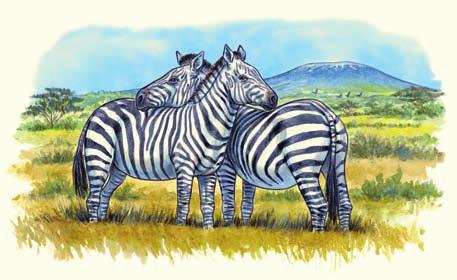 Kann man auf Zebras reiten? mmer wieder ist es gelungen, einzelne Zebras zu zähmen und sogar zu reiten. Im Zirkus und Film kann man solche Tiere sehen.