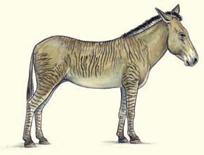 Nur selten sieht man die Mischung aus Zebra und Pferd oder Zebra und Esel.