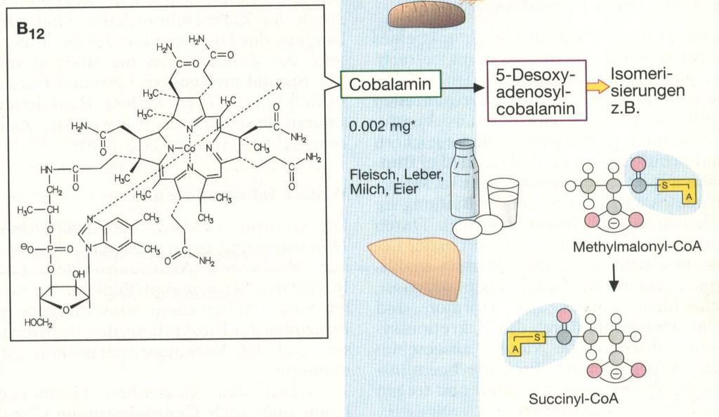 Vitamin B 12 DNA Synthese Cobalamin Vorkommen: Fleisch, Eier, Milch, Leber NICHT in Gemüse