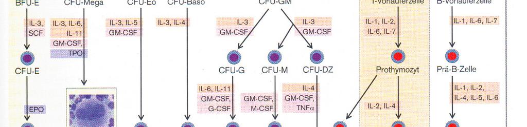 Wachstumsfaktoren: IL: Interleukine SCF: Stammzellfaktor CSF: