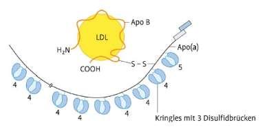 Lp(a) ein Dimer, LDL-ähnliches Molekül (187 und 662 kda), Apo (a) an Apo B-100 durch Disulfidbrücken gebunden Apo (a) strukturell homolog zu Plasminogen (Zymogen von Plasmin, Plasmin spaltet Fibrin)