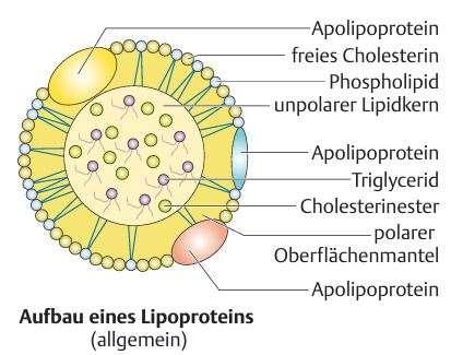 Rolle der Lipidkrankheiten Einfache Fakten Cholesterin ist ein wichtiger Bestandteil von Zellmembranen und ein Vorläufer von Steroidhormonen und Gallensäuren TG sind die wichtigsten Energiespeicher