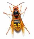 Aktuelle Untersuchungen aus Deutschland, Österreich und der Schweiz bestätigen, dass eine Insektengiftallergie bei Erwachsenen der wichtigste Auslöser von schweren allergischen Reaktionen ist, bei