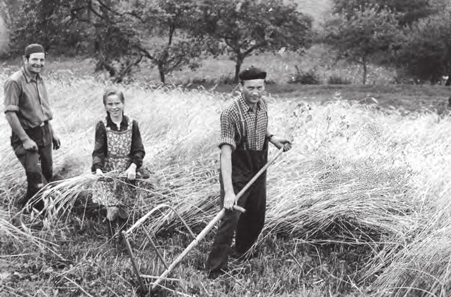 Getreideernte 1955 Getreidemahd bei einem Einzelbauern Stangerode,