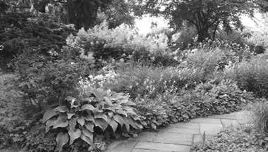 Attraktive Pflanzkonzepte für schattige Gartenbereiche - Standort, Planung und Ausführung - Pflanzenwissen & Gartengestaltung Schattige Bereiche gibt es in vielen Gärten - sei es durch Mauern,