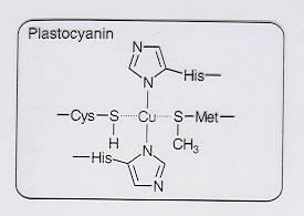 Das zentrale Cu-Ion im Plastocyanin kann