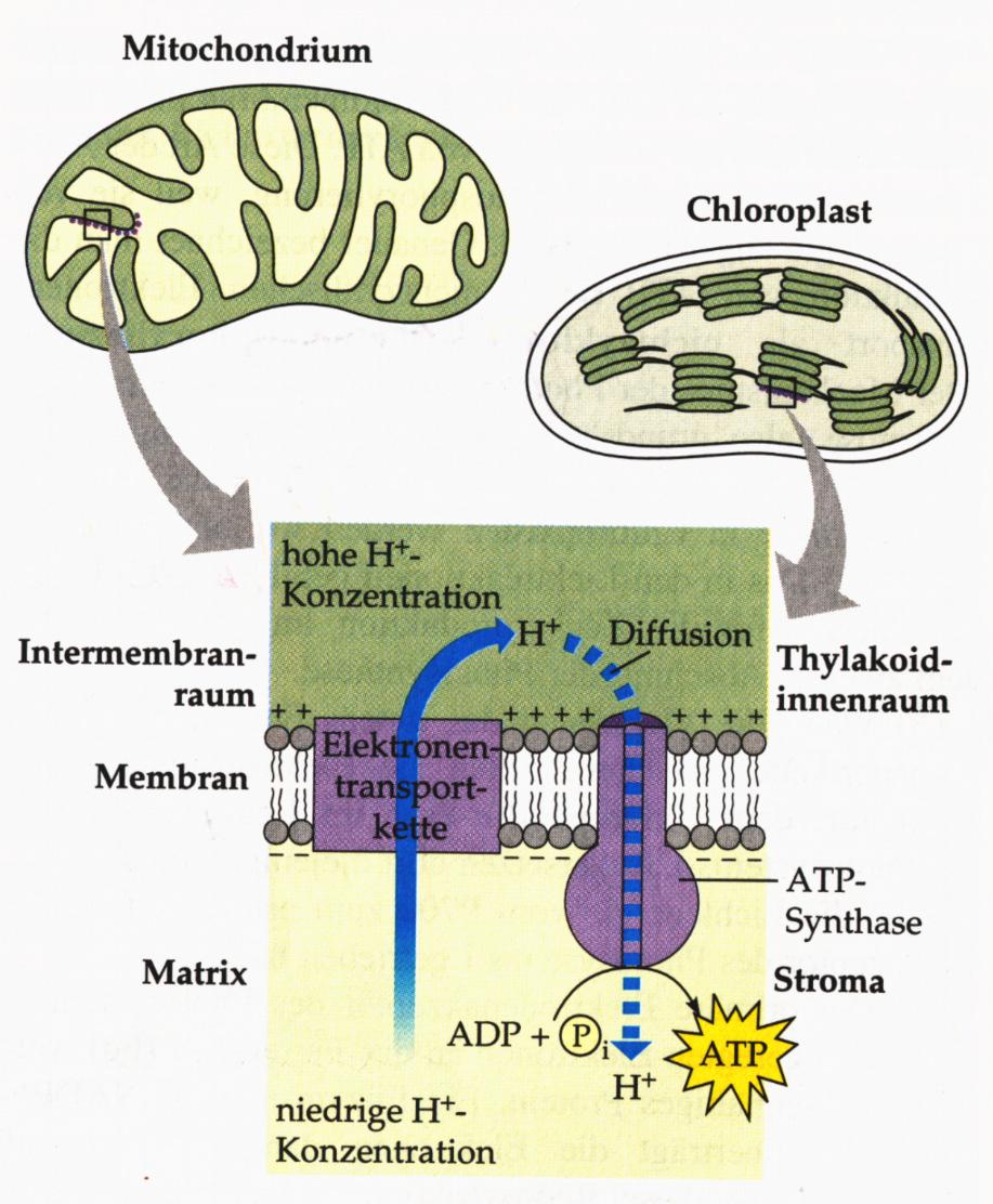 PMK in Chloroplasten und Mitochondrien Hohe Protonenkonzentration im Intermembranraum, bzw. im Lumen.