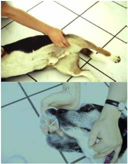 Erste Hilfe = Versorgung eines verletzten Hundes, bis es zum Tierarzt gebracht