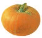 düngen und bewässern neu BUTTERNUT, ORANGE NUT, F (HI 502 PUP) (Cucurbita moschata) glockenartiger, blassgelb