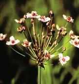 Schwanenblumengewächse (Butomaceae) Schwanenblume (Butomus umbellatus) Sehr selten am Rand