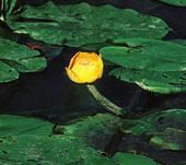 Seerosengewächse (Nymphaeaceae) GroSS-Teichrose (Nuphar lutea) Selten in stehenden und langsam fließenden, eher nährstoffreichen Gewässern. Meist in größeren Trupps auftretend.
