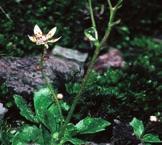 Alpenraum. Gewöhnlicher Stern-Steinbrech (Saxifraga stellaris ssp.