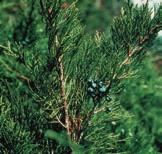 Zypressengewächse (Cupressaceae) Gewöhnlicher echt-wacholder (Juniperus communis subsp.